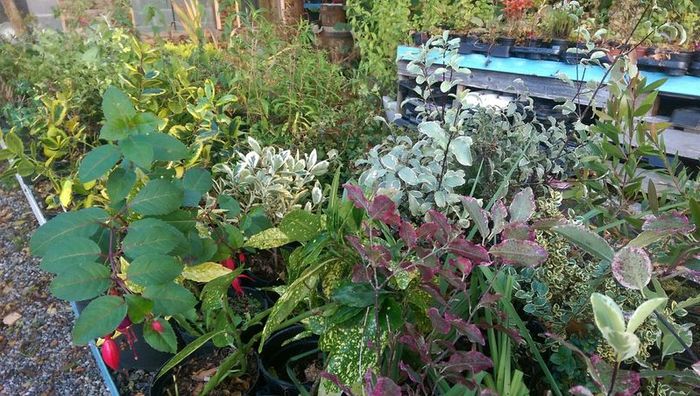 Large Plants and Shrubs
