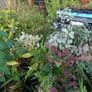 Large Plants and Shrubs Image 2