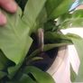 Asplenium Nidus planter Image 4