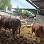 Limousin bulls Image 8