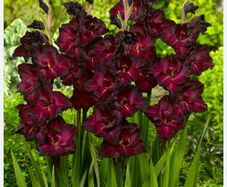 Gladiolus 'black surprise' flowers