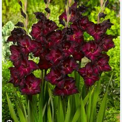 Gladiolus 'black surprise' flowers