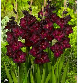 Gladiolus 'black surprise' flowers