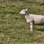 Hoggets Image 4