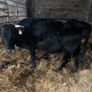Dexter heifer/ calf pairs Image 3