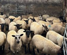 Suffolk ewe lambs