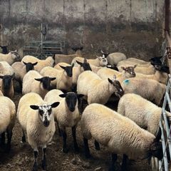 Suffolk ewe lambs