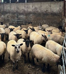 Suffolk ewe lambs