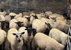 Suffolk ewe lambs
