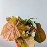 Syngonium Neon Robusta Plant Image 2