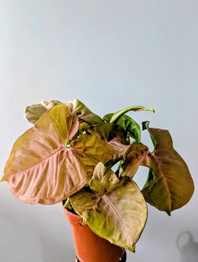 Syngonium Neon Robusta Plant