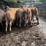 Cattle Image 8