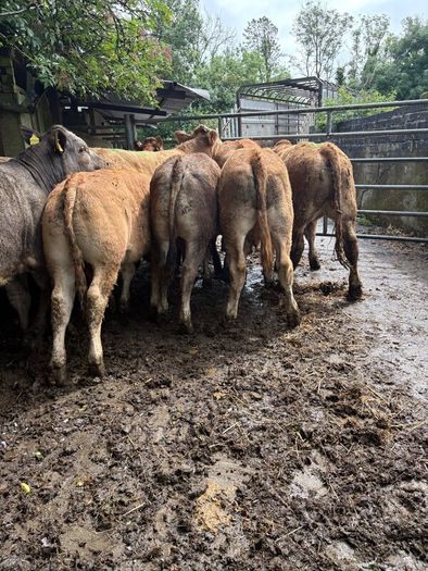 Cattle
