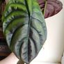 Large Alocasia Cuprea Red Secret Image 2