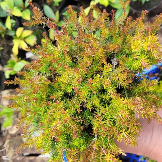 40 fantastic heather plants.