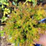 40 fantastic heather plants. Image 3