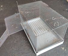 bird cage