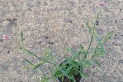 Verbena bon lollipop