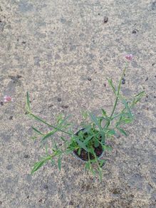 Verbena bon lollipop