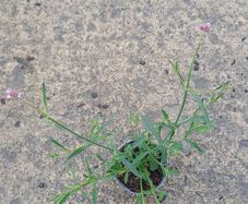Verbena bon lollipop