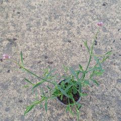 Verbena bon lollipop