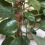 plant Image 2