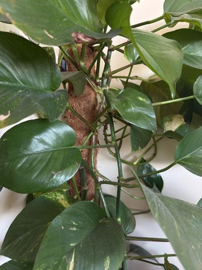 plant