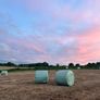 42 Bales of Haylage, Not chopped, good for horses Image 2
