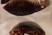 two ceramic cowrie shells