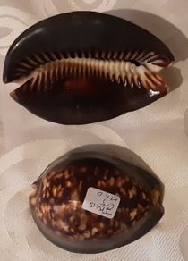 two ceramic cowrie shells