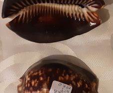two ceramic cowrie shells