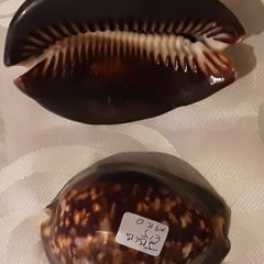 two ceramic cowrie shells