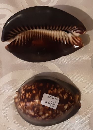 two ceramic cowrie shells