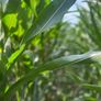 Whole crop  maize and beet Image 4