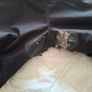 motorbike trousers. Image 2