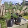 Plant Image 4