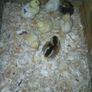 Day old chicks Image 7