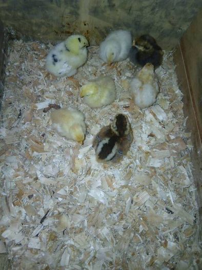 Day old chicks