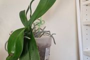 orchidea
