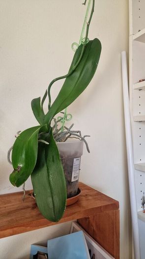 orchidea