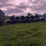 Round bales of silage Image 6
