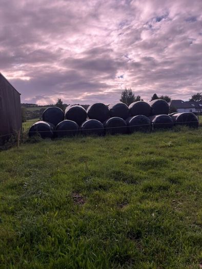 Round bales of silage