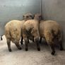 Shrophshire Ram and Shropshire Ram Lambs Image 4