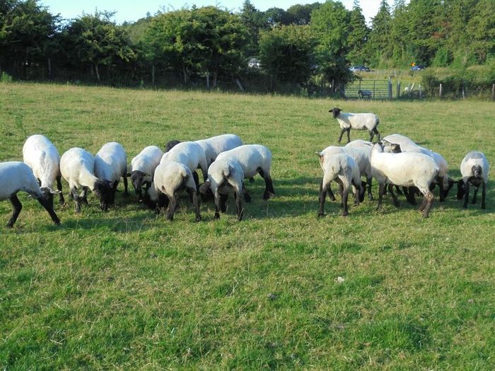 Hilltex  x Suffolk  Breeding Hoggets
