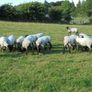 Hilltex  x Suffolk  Breeding Hoggets Image 7