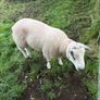 Belclare Ram Image 4