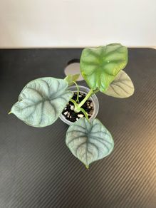 Alocasia silver dragon pups for sale