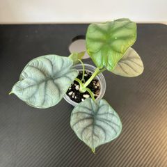 Alocasia silver dragon pups for sale