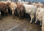 16  heifers
