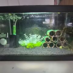 Ciano